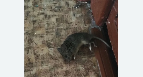 Дезинфекция от мышей в Дорохово
