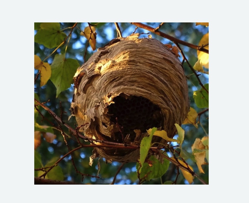 Обработка от шершней в Дорохово