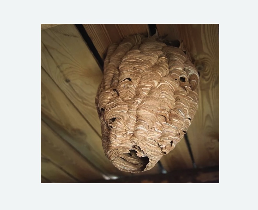 обработка от шершней в Дорохово