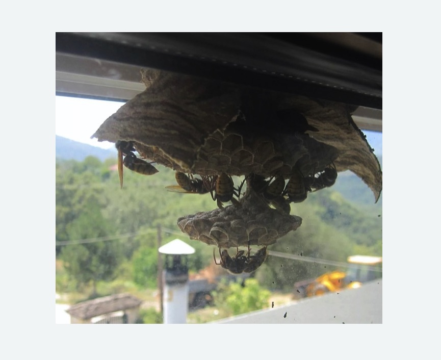 Уничтожение гнёзд шершней в Дорохово