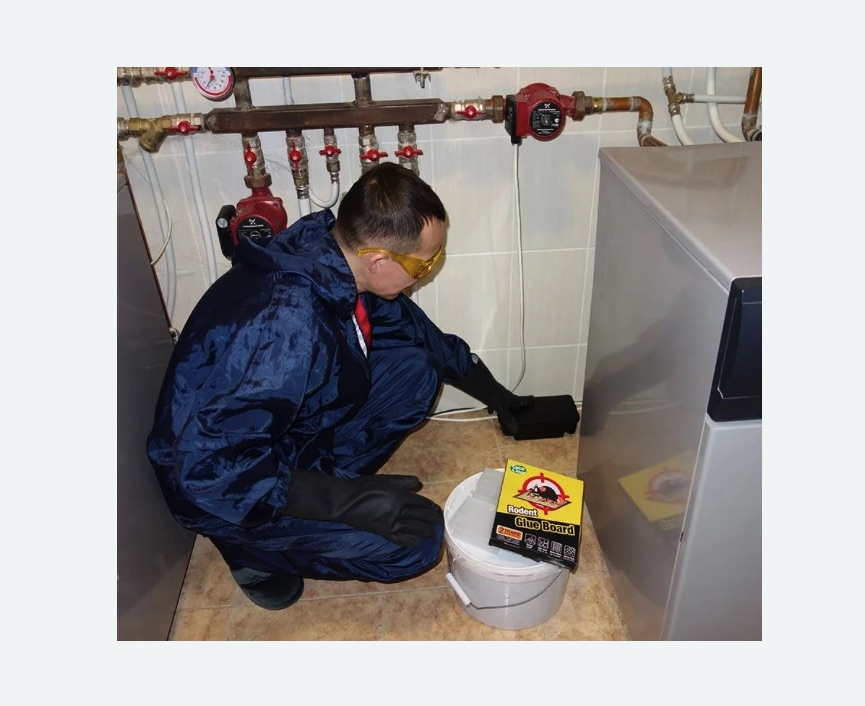 Уничтожение крыс в Дорохово