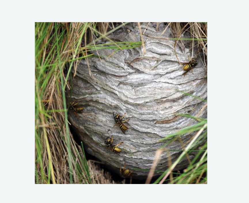 Уничтожение ос и ульев в Дорохово